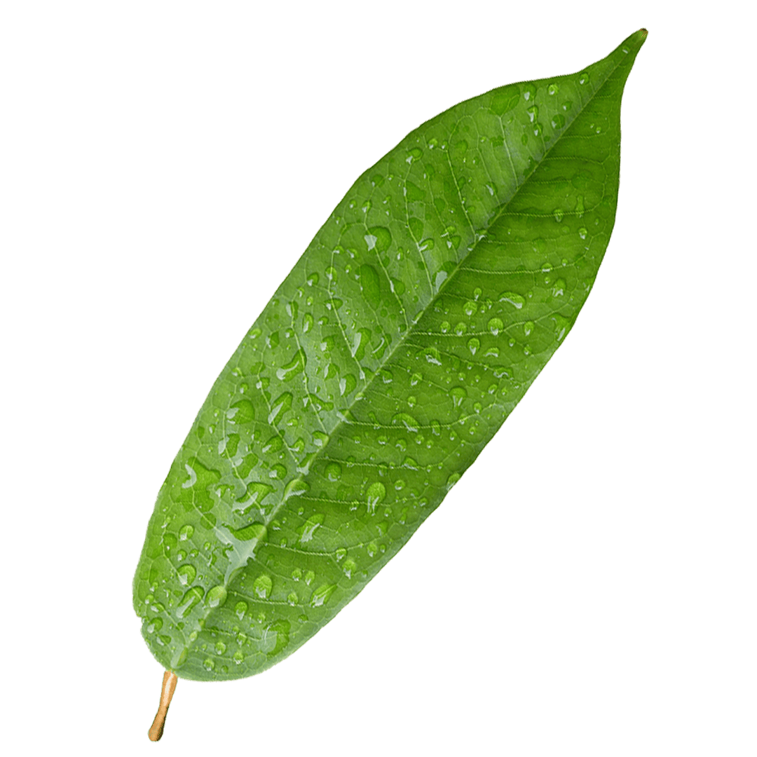 Leaf3.png